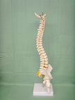 Human spine medical orthopedic bone model