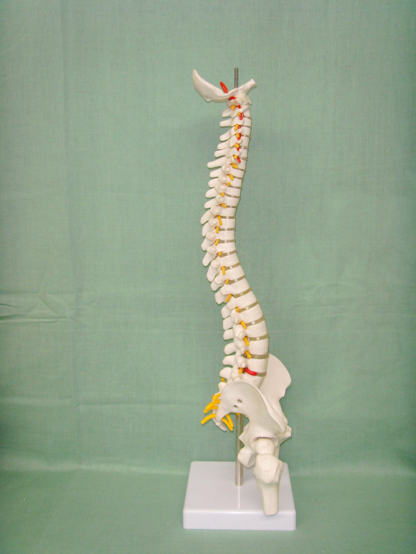 Human spine medical orthopedic bone model
