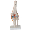 Human Knee Joint Teaching Model Training Model