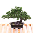 Simulation Artificial Flower Potting Decoration Plastic Tree Big Welcome Pine