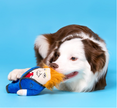 Trump dog molar toy