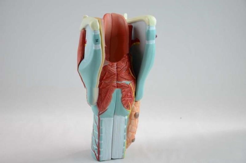 Throat Snd Thyroid Model Otolaryngology Teaching Aid