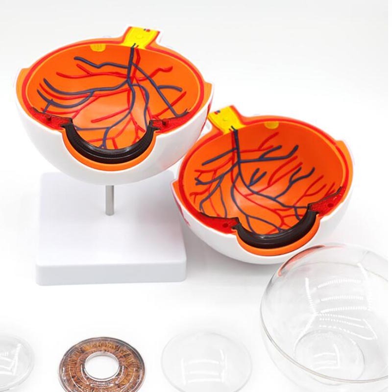 Human Eyeball Simulation Model Teaching Instrument