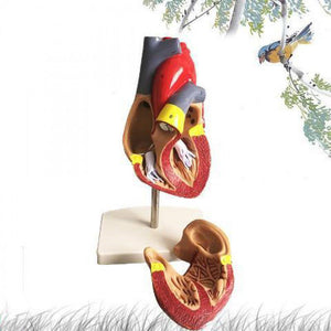 Standard Human Heart Model Anatomical Detachable Teaching Model