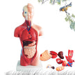 Removable Human Anatomical Model Organs for Medical Teaching