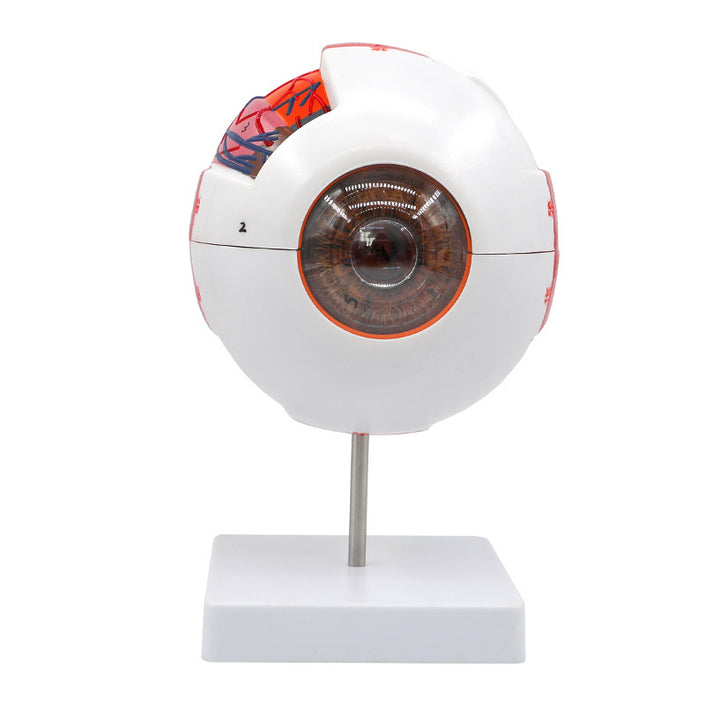 Human Eyeball Simulation Model Teaching Instrument