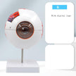 Human Eyeball Simulation Model Teaching Instrument