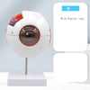 Human Eyeball Simulation Model Teaching Instrument