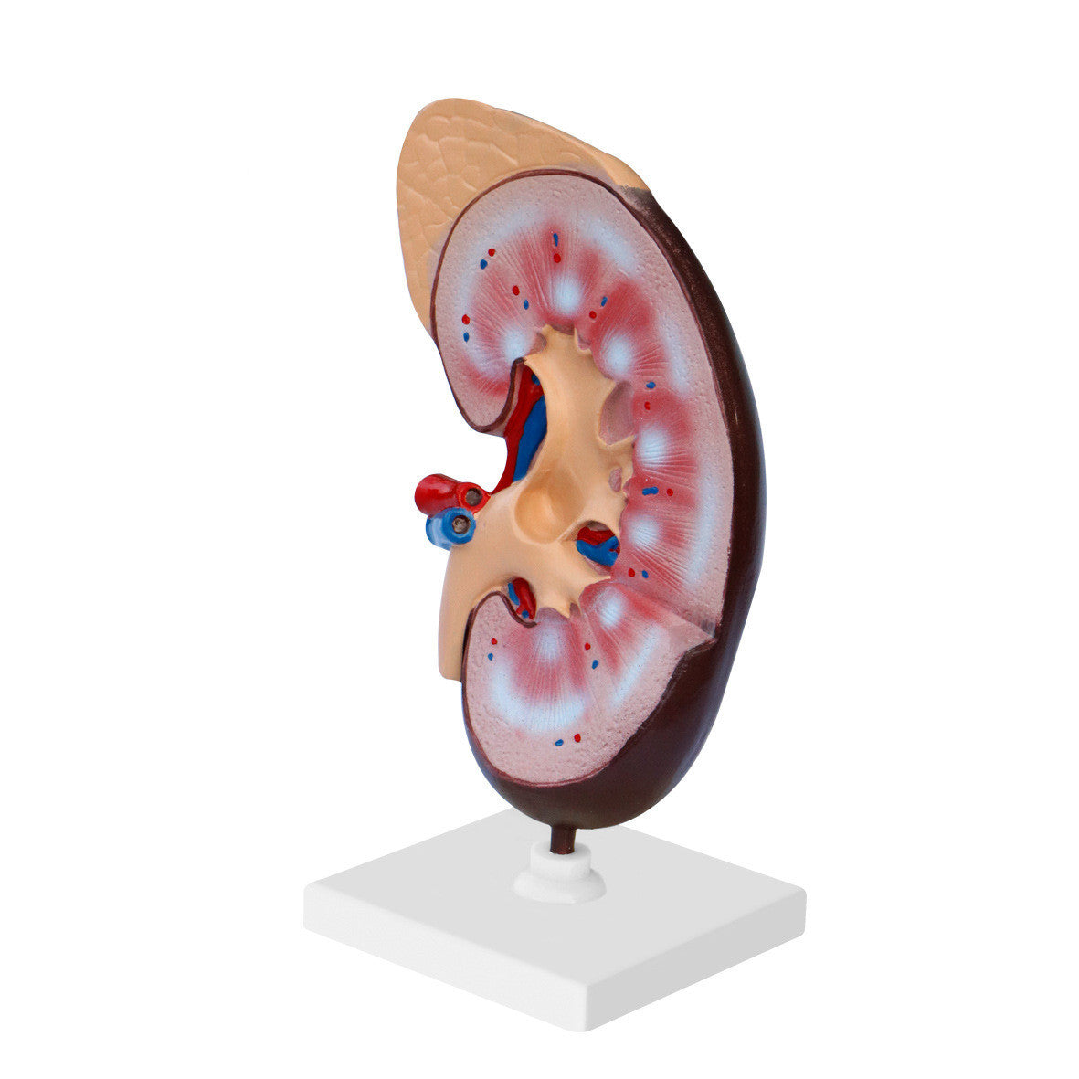 Kidney Biological Model Teaching Demonstration