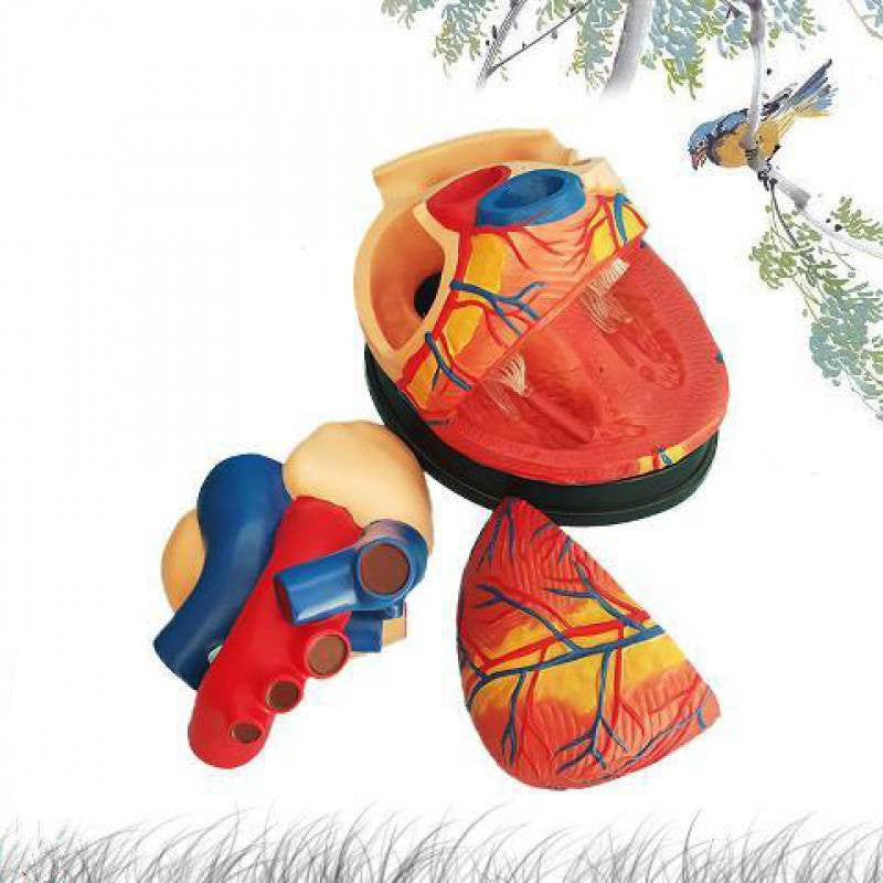 Standard Human Heart Model Anatomical Detachable Teaching Model