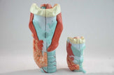 Throat Snd Thyroid Model Otolaryngology Teaching Aid