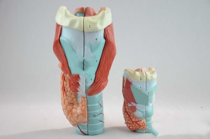 Throat Snd Thyroid Model Otolaryngology Teaching Aid