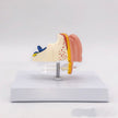 Anatomical Model Of Human Medical Ear