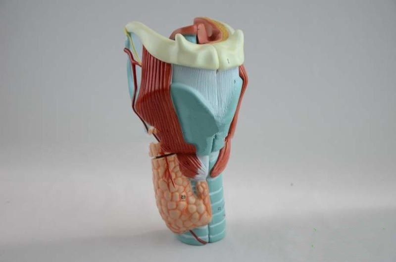 Throat Snd Thyroid Model Otolaryngology Teaching Aid