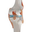 Human Knee Joint Teaching Model Training Model