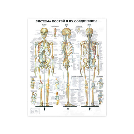 Modern Human Anatomy Musculoskeletal Medical Education Canvas Painting