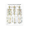 Modern Human Anatomy Musculoskeletal Medical Education Canvas Painting