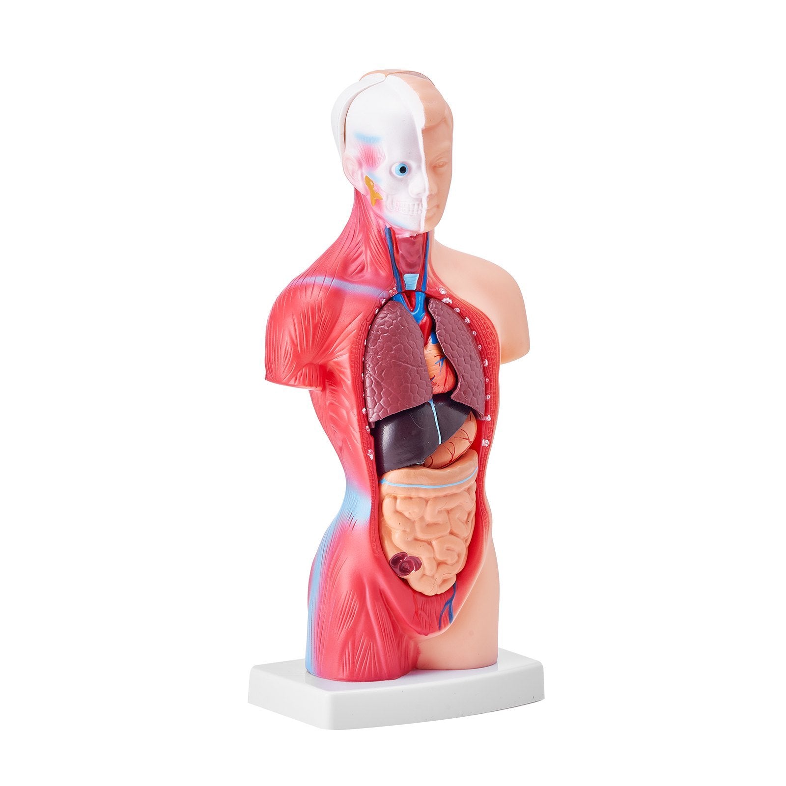 Human Body Model, 15 Parts 11 Inch, Human Torso Anatomy Model Anatomical Skeleton Model With Removable Organs, Educational Teaching Tool For Students Science Learning School Education Display