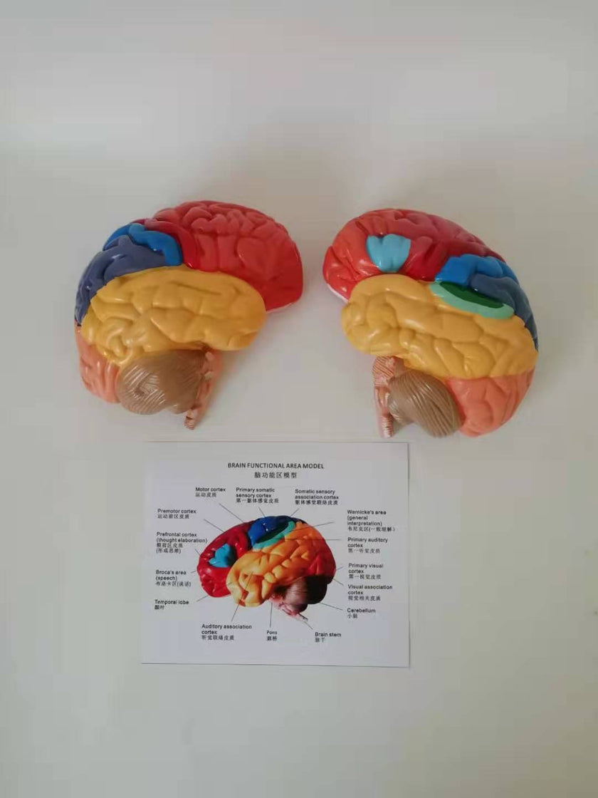 Human Brain Anatomical Model Cerebral Artery Model