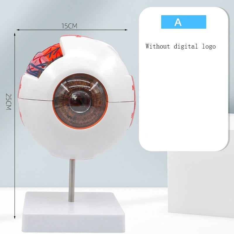 Human Eyeball Simulation Model Teaching Instrument