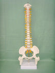 Human spine medical orthopedic bone model