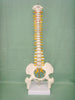 Human spine medical orthopedic bone model
