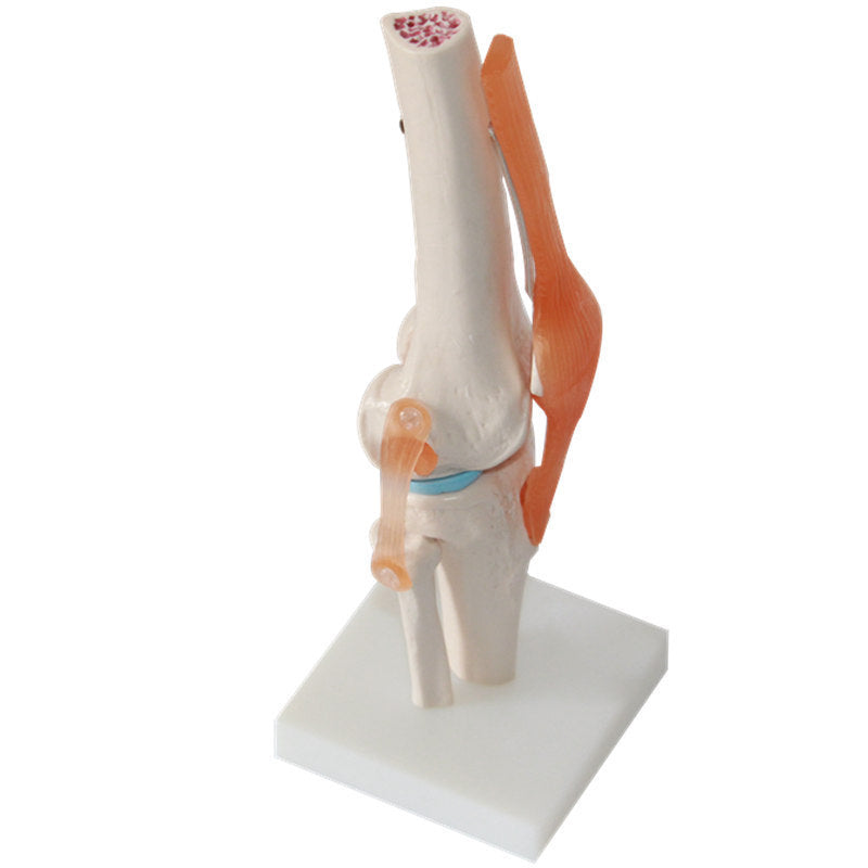 Human Knee Joint Teaching Model Training Model