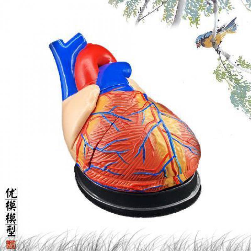 Standard Human Heart Model Anatomical Detachable Teaching Model