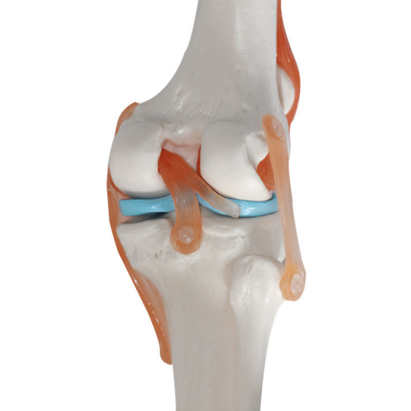 Human Knee Joint Teaching Model Training Model