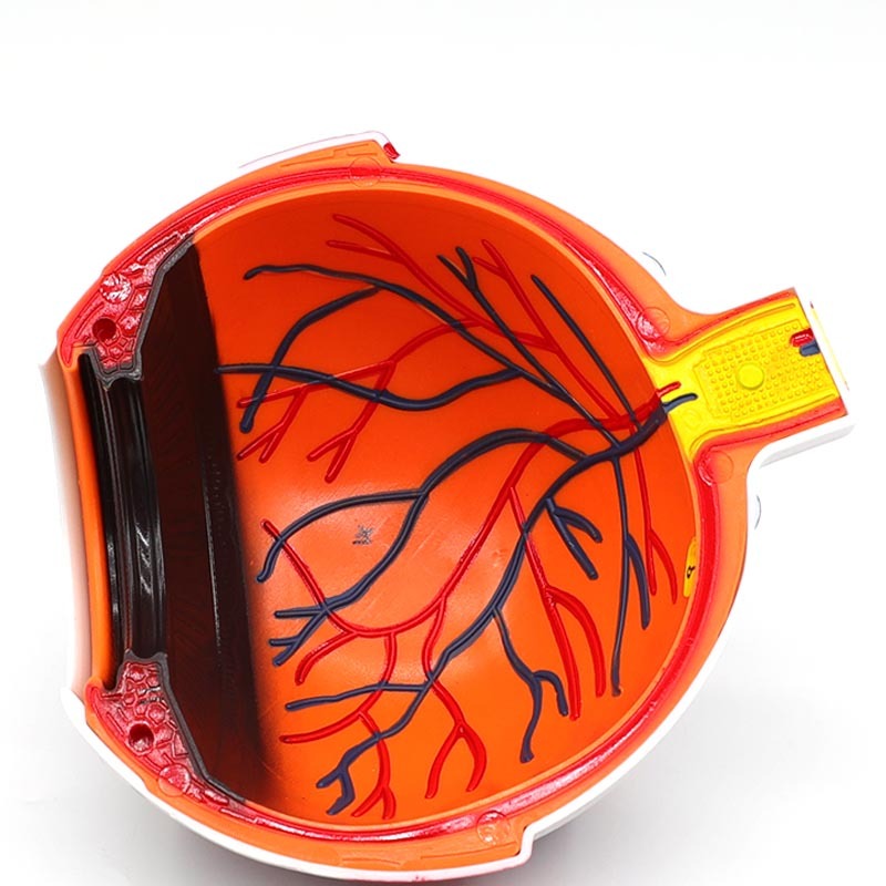 Human Eyeball Simulation Model Teaching Instrument