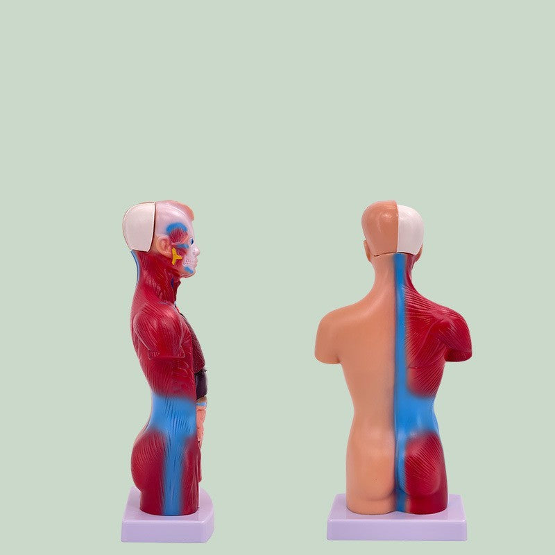 Visceral Detachable Medical Teaching Aids Skeleton