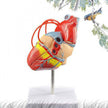 Standard Human Heart Model Anatomical Detachable Teaching Model
