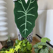 Hand Made Velvet Taro Leaf Acrylic Carpet