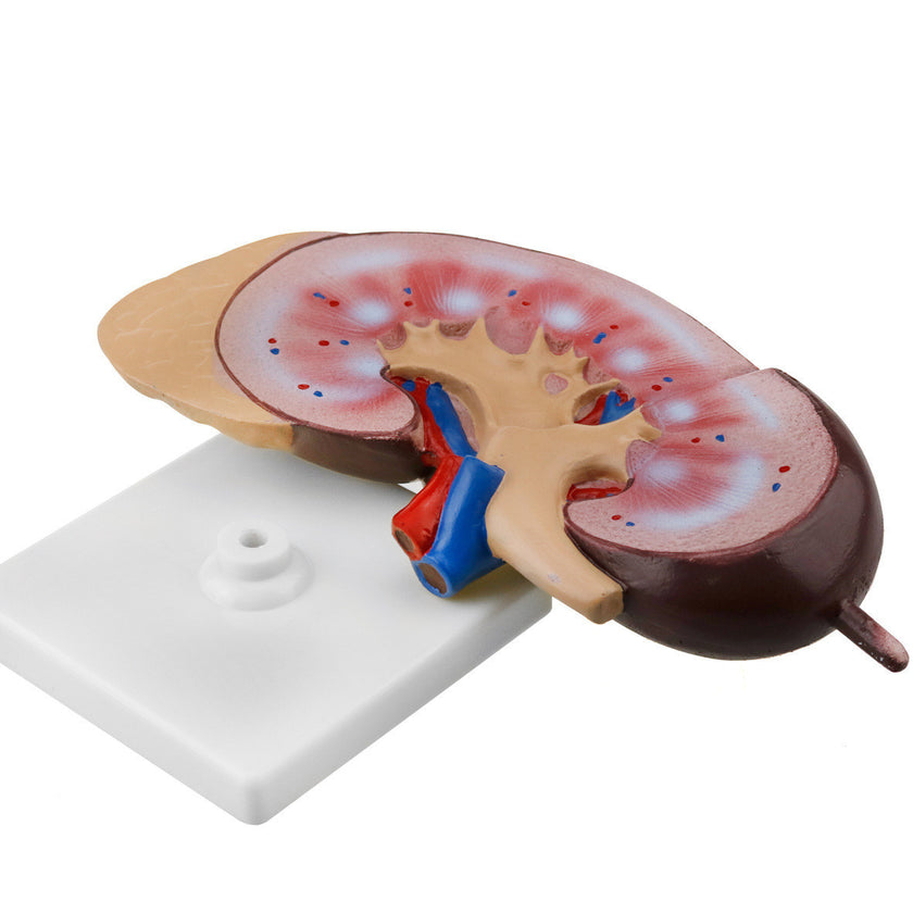 Kidney Biological Model Teaching Demonstration