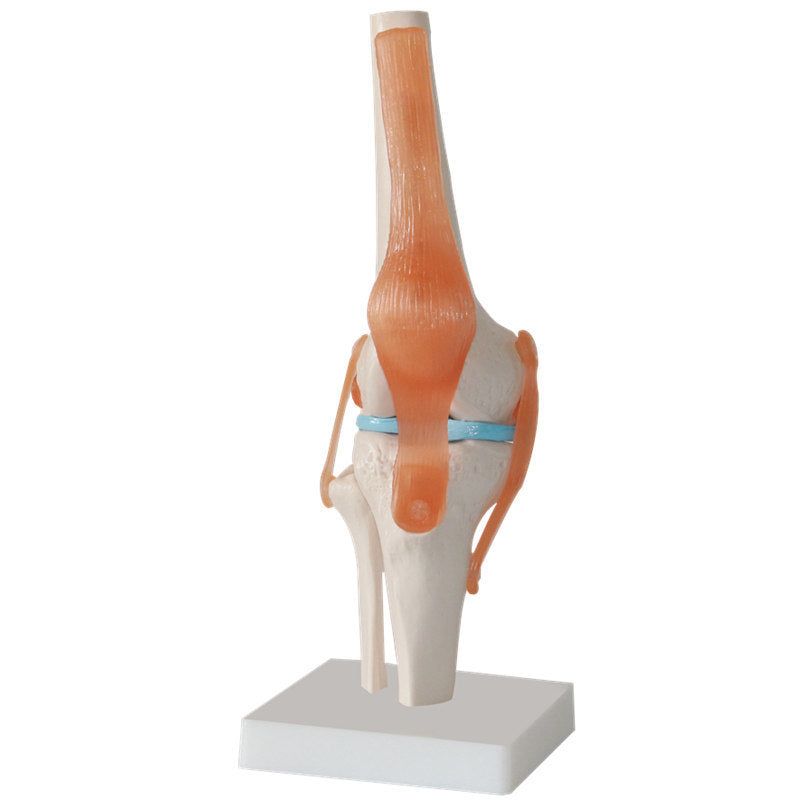 Human Knee Joint Teaching Model Training Model