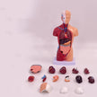 Visceral Detachable Medical Teaching Aids Skeleton