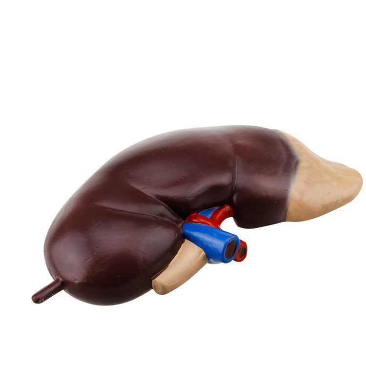 Kidney Biological Model Teaching Demonstration