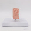 Anatomical Model Of Human Medical Ear