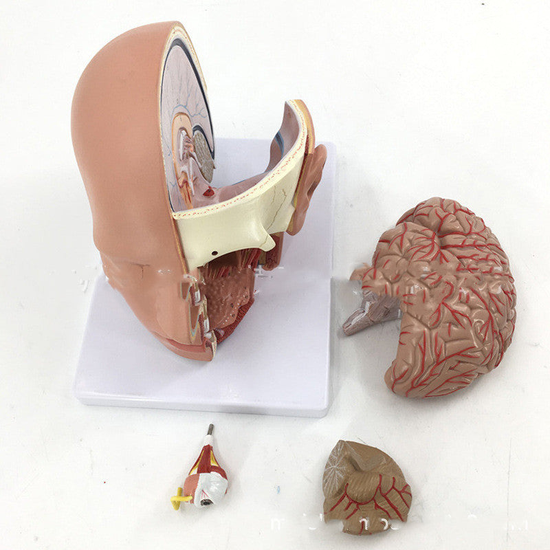 Human head anatomical model with brain model