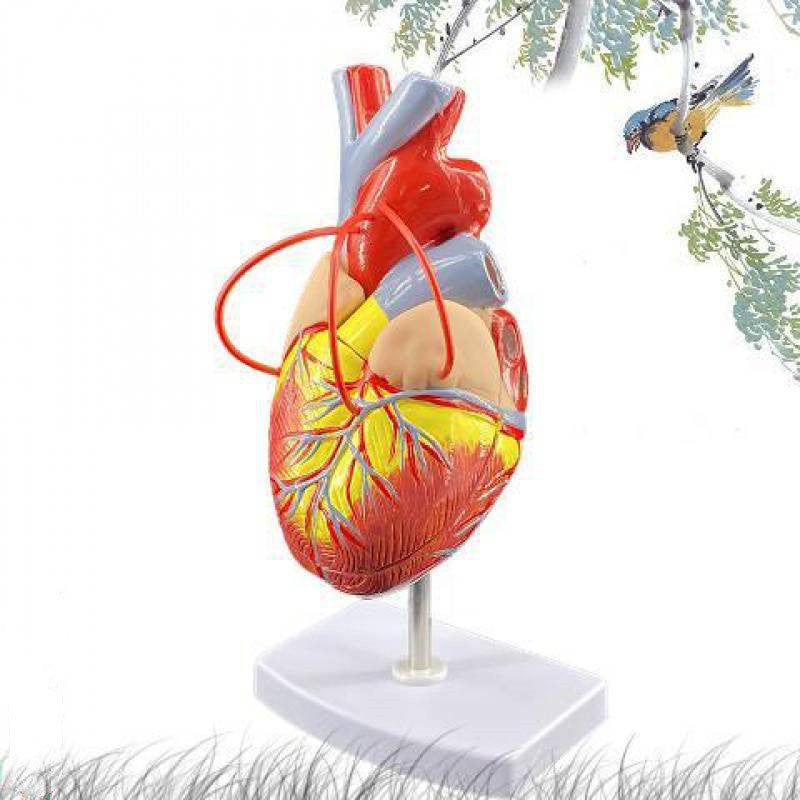 Standard Human Heart Model Anatomical Detachable Teaching Model