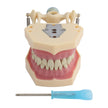 Dental Model Dental Model Dental Teaching
