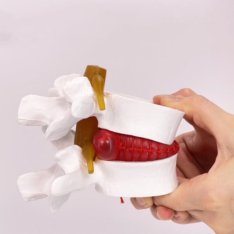 Lumbar Model Teaching Medical Human Body