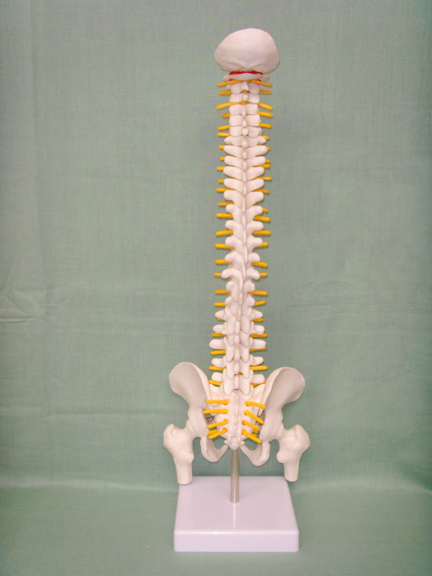 Human spine medical orthopedic bone model