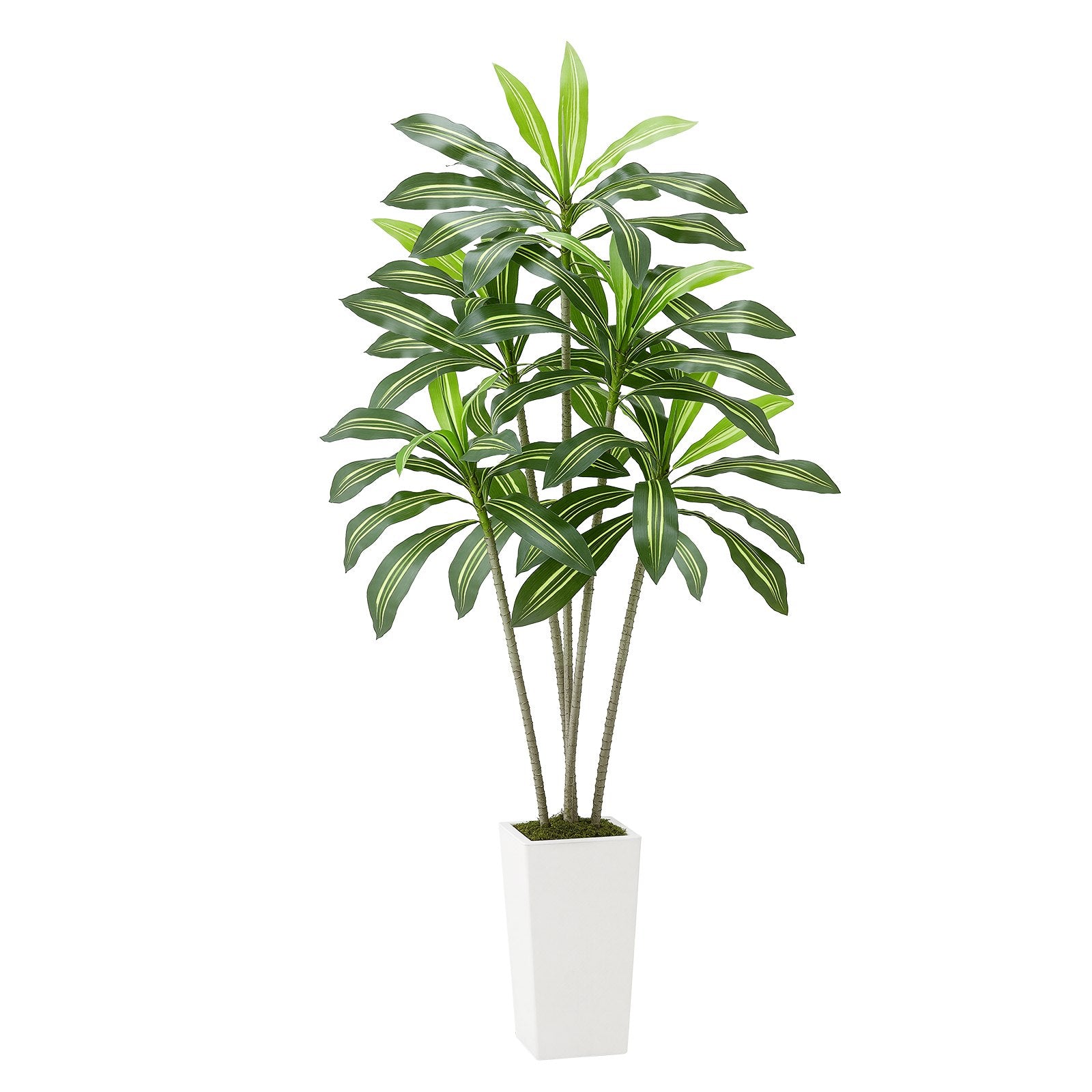 6ft Artificial Dracaena Tree Fake Plant With White Planter Indoor