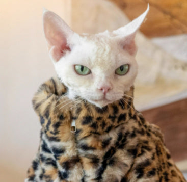 Fluffy Leopard Hairless Cat Clothes Short Plush Cat Fur