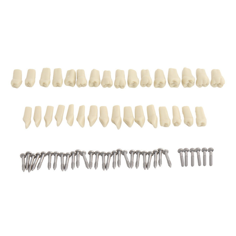 Dental Model Dental Model Dental Teaching