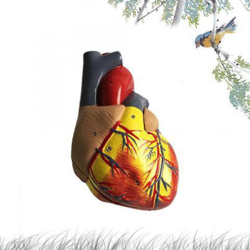 Standard Human Heart Model Anatomical Detachable Teaching Model
