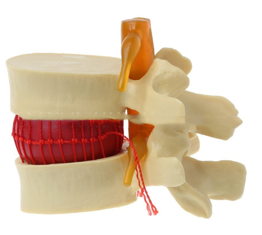Lumbar Model Teaching Medical Human Body