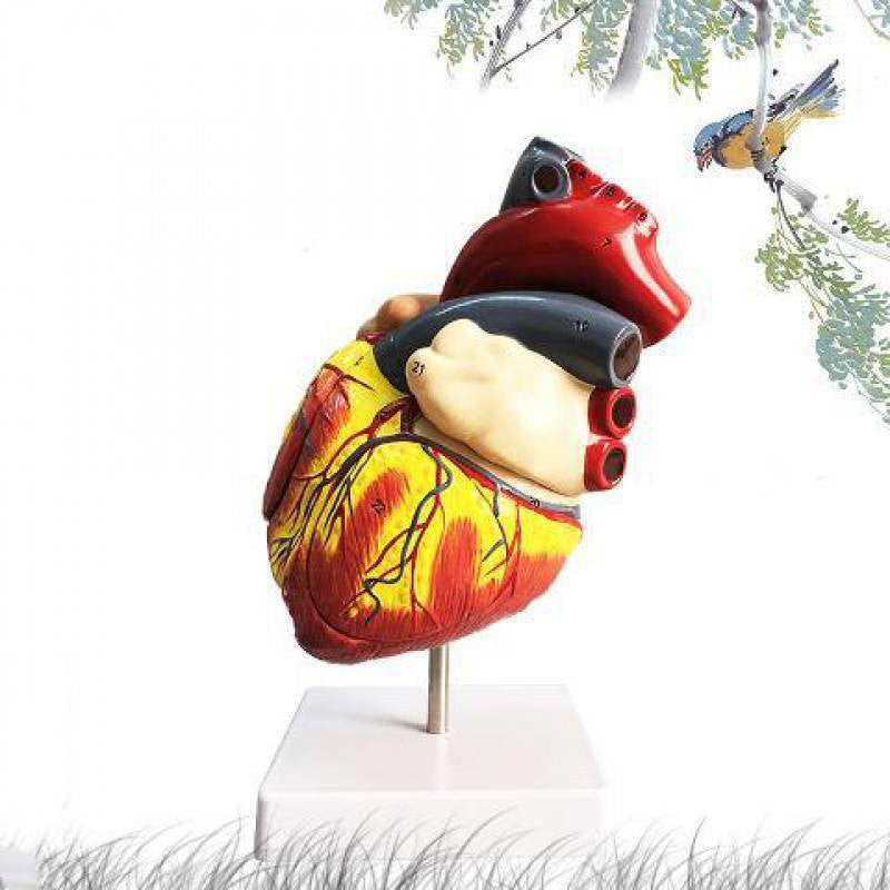 Standard Human Heart Model Anatomical Detachable Teaching Model