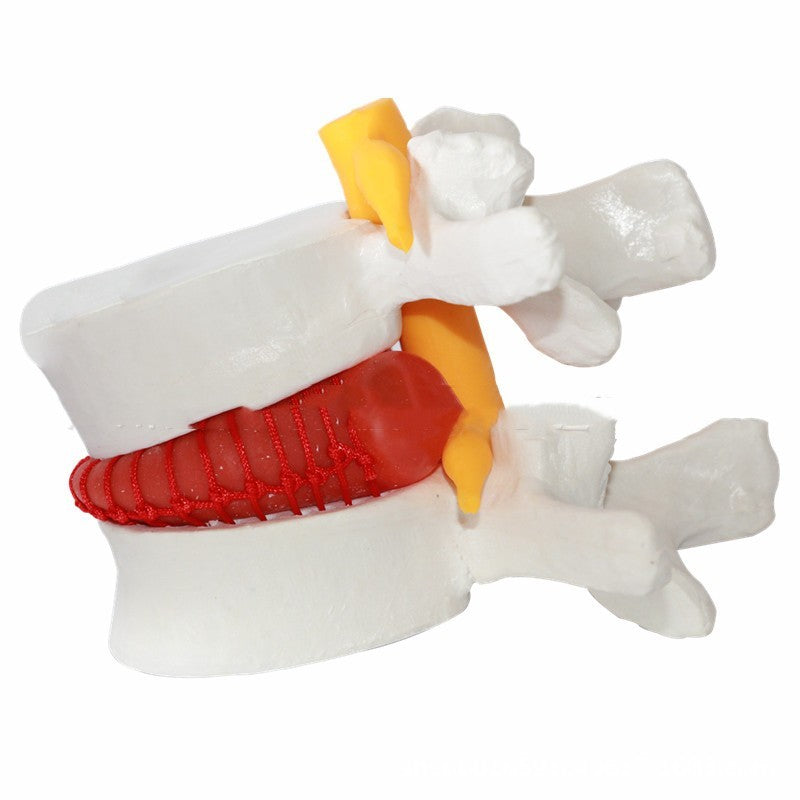 Lumbar Model Teaching Medical Human Body